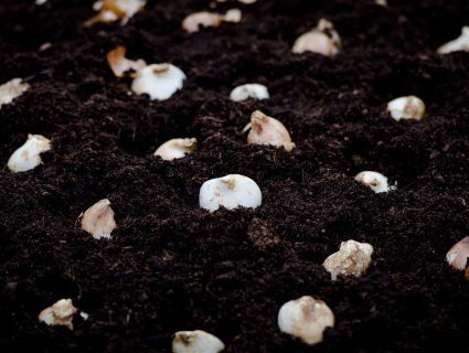 Wat Een Vak: Bollenpeller