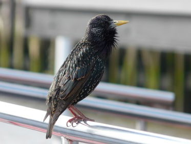 Sunshine on my shoulders