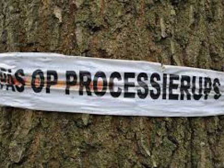 Krijgen we de processierups ooit nog weg uit NL?