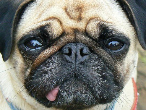 Hoe bescherm je je hond tegen vuurwerkangst?