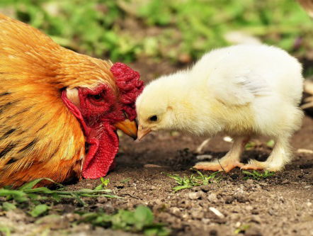 Kippenstal van de toekomst