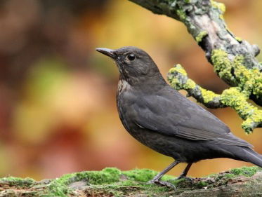 Vreemde vogels in 's Hertogenbosch!
