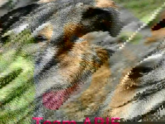 Team Arie: het huisdierenopsporingsteam van Nederland!