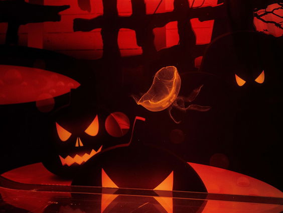 Bij Rinus is áltijd wat te griezelen tijdens Halloween!