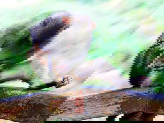 Jeuknieuws: schurftbesmettingen neemt toe