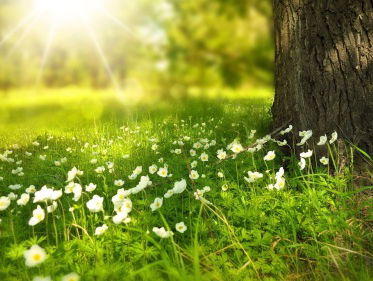 Kees van Velzen over de schepping