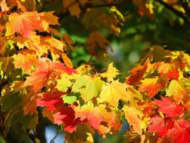 Martine Dubois over de bladvalindicator