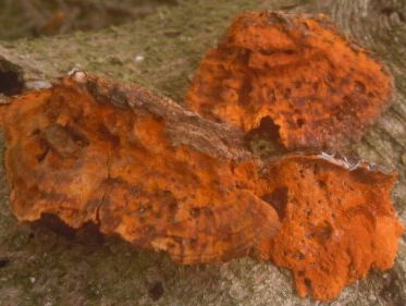 Zeldzame paddenstoel ontdekt in Drents-Friese Wold