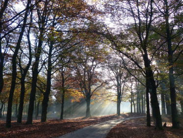 Natuurapp Veluwe maakt van iedereen wildlife watcher
