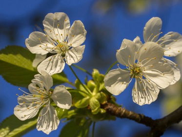 Bloesems staan in bloei, hoe maak je de perfecte foto?