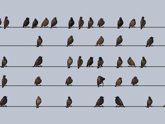 Spreeuwen doen middagdutjes