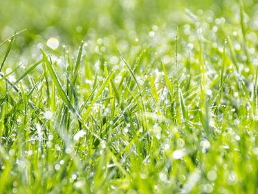 Geel gras is zo erg nog niet