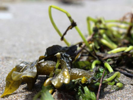 Alzheimer mogelijk behandeld met Zeeuwse algen