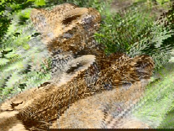 De dierentuinen gaan weer open! Zijn de dieren er klaar voor?