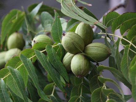 Nederlandse boeren kunnen bijverdienen met noten