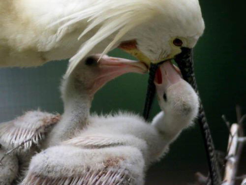 Slecht broedseizoen voor de lepelaars op Schiermonnikoog