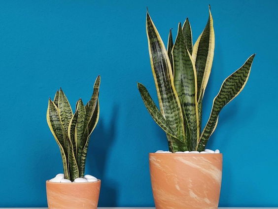 Kerstboom eruit, plant erin!