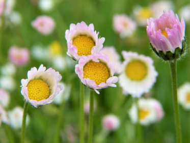 Verslaggever Koen: Eetbare planten zijn een uitdaging