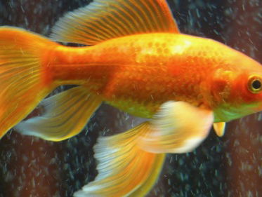 Vrijheid krijgen, vrijheid ontvangen!