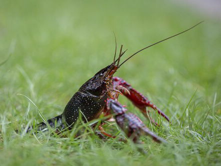 We moeten meer rivierkreeft eten!