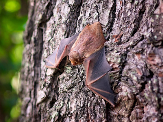 Geen vleermuis-telling door coronavirus