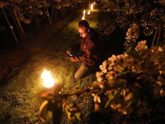 Stress bij fruittelers