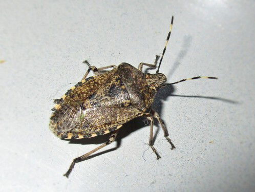 Grauwe schildwants duikt op in en rond het huis