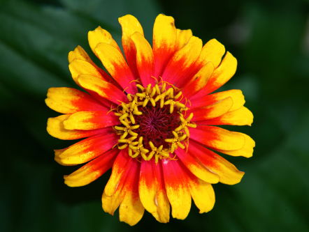 Peter Brusse over hippies