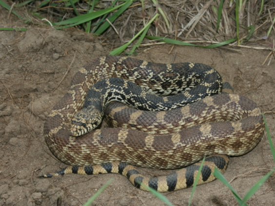 Amerikaanse stierslang rukt op in Nederland