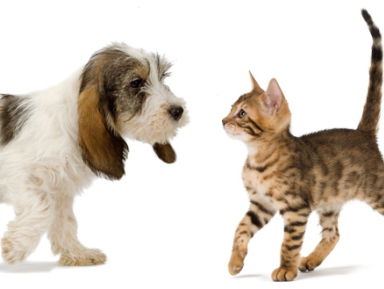 Steeds meer dierenverzekeringen afgesloten