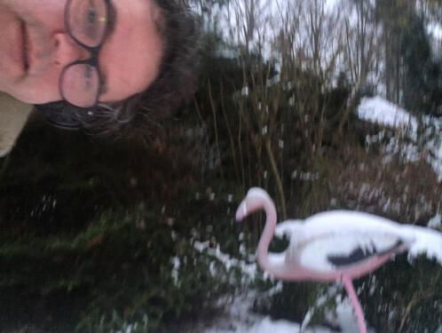 Tuinvogeltelling: Joris telt 1 flamingo