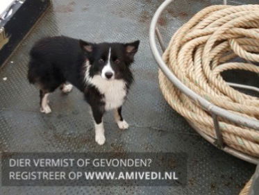 Vermist! Hekla, de scheepshond van binnenvaartschipper Wouter Kalf