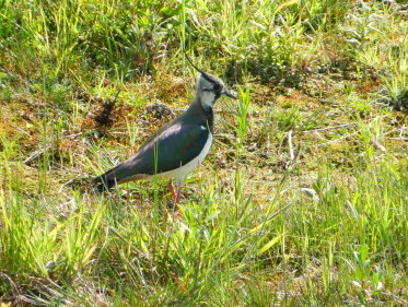 Van nu naar toen: eerste kievitsei