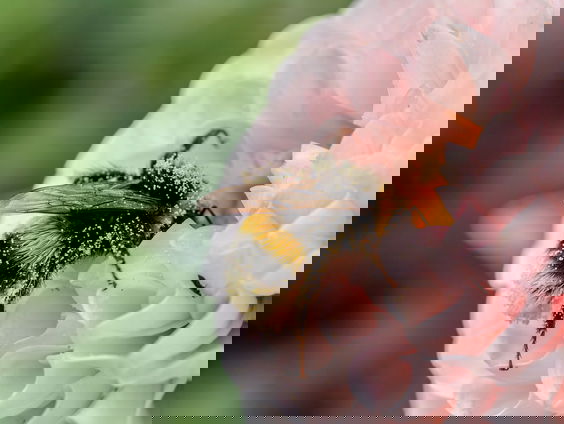 Op tuinsafari met Katja Staring: dahlia's en oogsten in je tuin