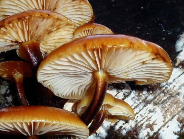 Paddenstoelen, ze zijn omgeven door mythes en dat is ook niet zo gek