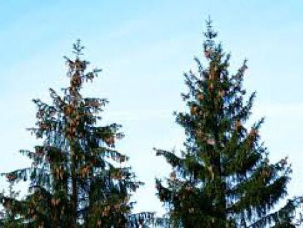 Kerstboom voor 5 december in huis