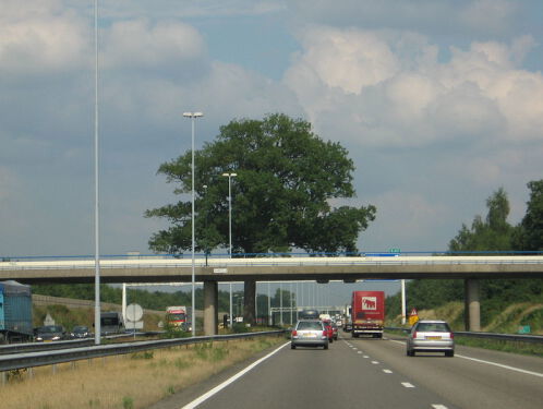 Boom van het jaar verkiezing