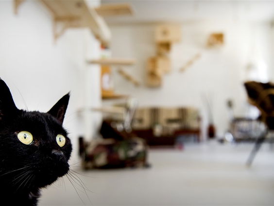 Een klassiek concert voor eenzame katten