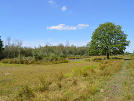 De Peel moet natter, want dan komt het veen terug
