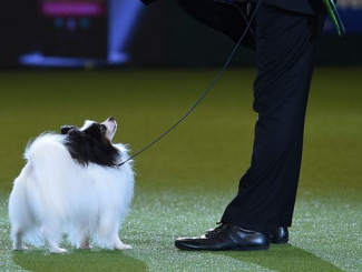 World Dog Show morgen