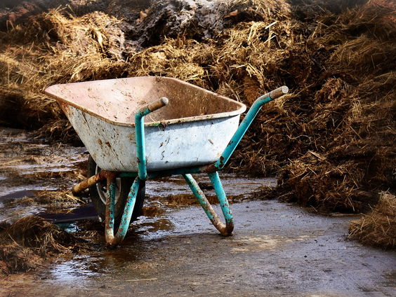 Voor een duppie in de mest