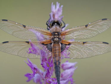 De natuur in: libellen tellen