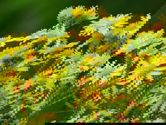 Eerbied voor het Jacobskruiskruid