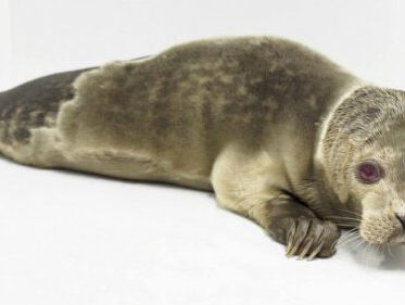 Albino zeehond gevonden in Noordwijk