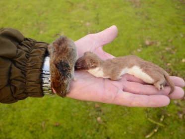 Op het eerste gezicht lijkt het erop dat de ene de andere gewoon dood maakt puur alleen om te eten…