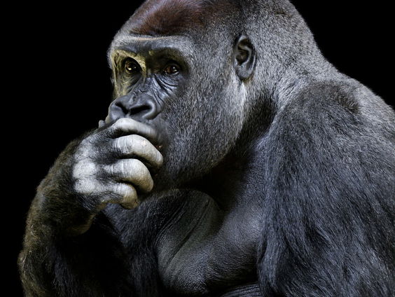 Leve de wijsheid! De wereld viert Wereldfilosofiedag