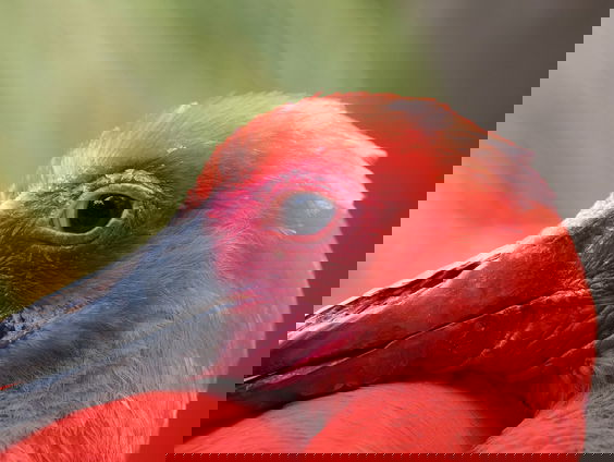 Rode ibis meermaals gespot in Nederland: hoe kan dat?