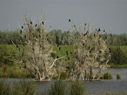 De Biesbosch is volop in beweging