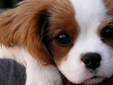 Asielhonden presenteren zich op catwalk aan potentiële baasjes