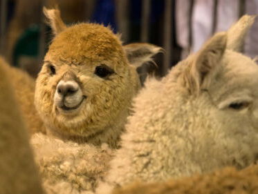 Waarom zijn alpaca's zo hip?